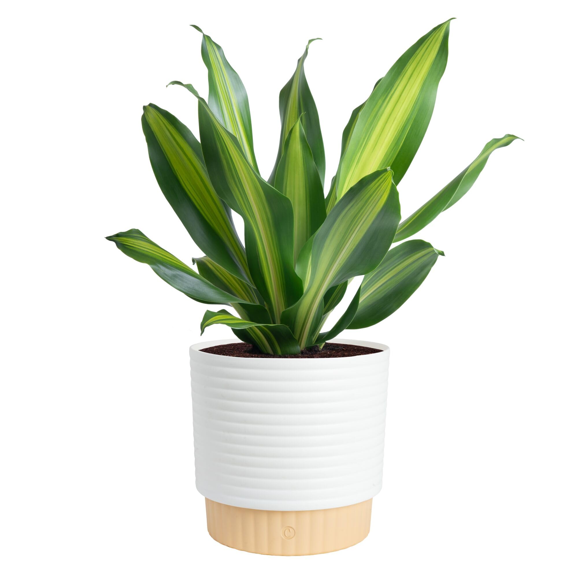Amazon.com : Costa Farms Dracaena Golden Heart Live Indoor Plant Amazon.com : Costa Farms Dracaena Golden Heart Live Indoor Plant